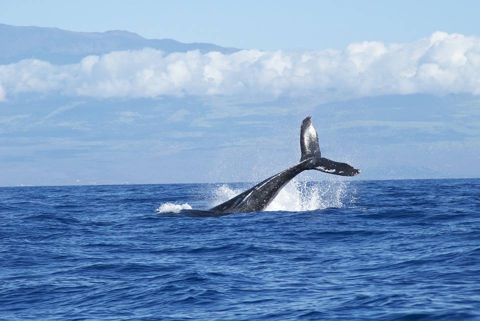 whales-1149978_960_720
